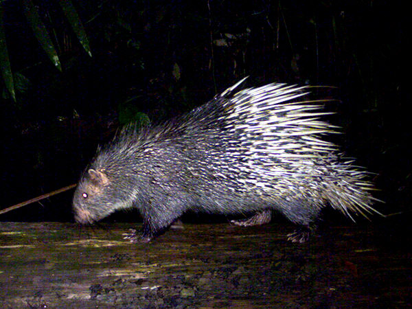 Malayan Porcupine Hystrix Brachyura