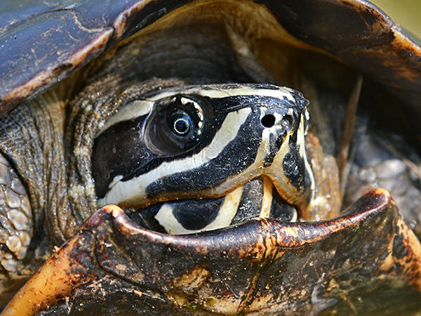 Malayan Snail-eating Turtle - Malayemys macrocephala