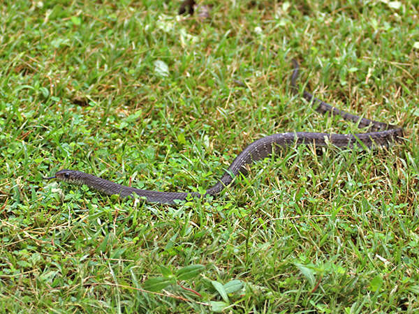 Oriental Rat Snake - Ptyas mucosa